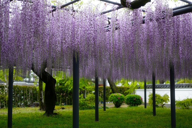 Wisteria