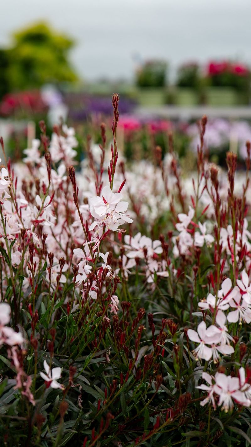 Gaura (Bee Blossom / Wandflower)
