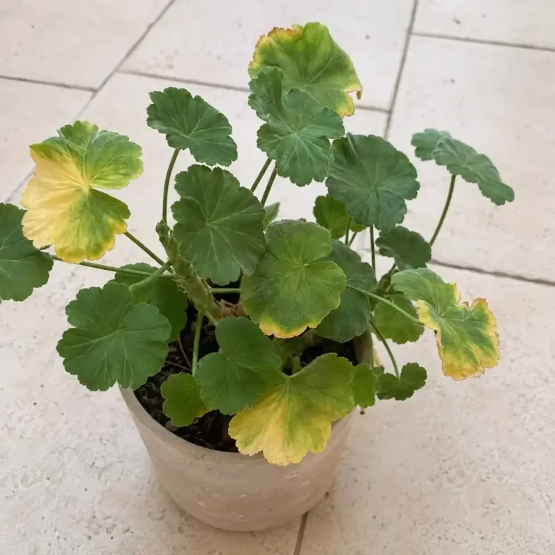 Light and Temperature Can Change the Leaves