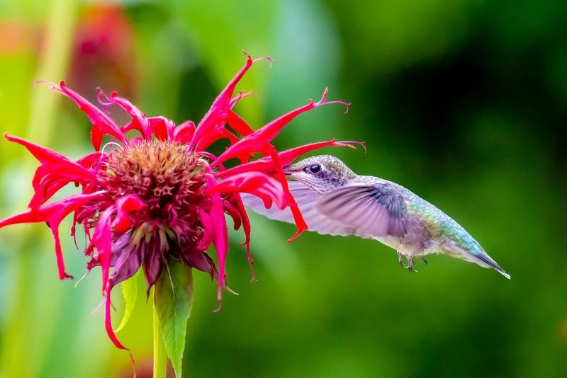 Lack of Nectar-Rich, Appropriately Shaped Flowers