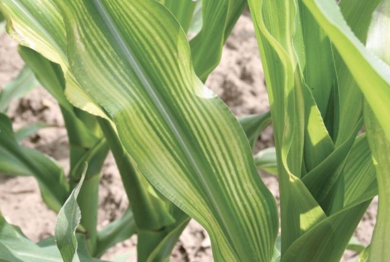 Possible zinc symptoms differ among corn, beans, and tomatoes
