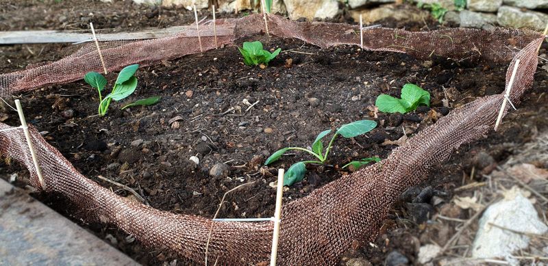 Measure success as reduced damage, not a slug-proof garden