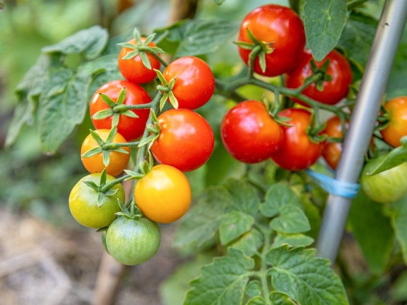 Ease Off Feeding While Fruit Is Ripening