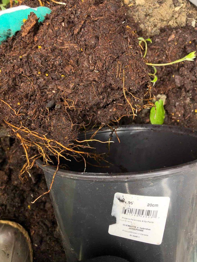 Hot Roots