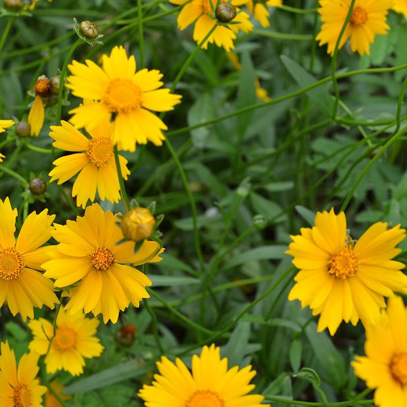 Tickseed (Coreopsis species)
