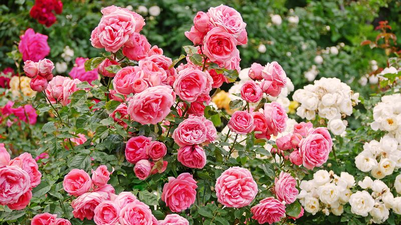 Shrub Roses