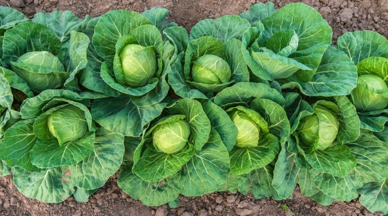 Let the cultivar and harvest goal set the distance