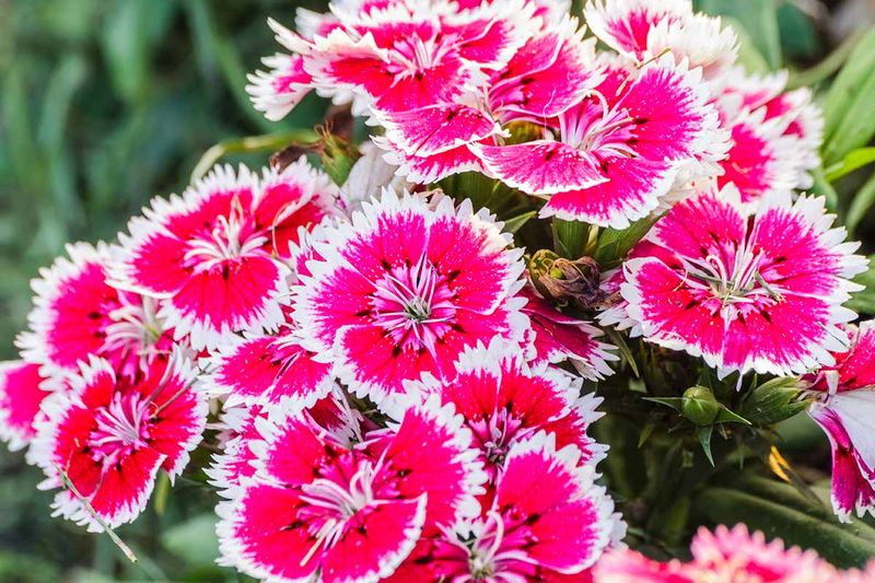 Dianthus
