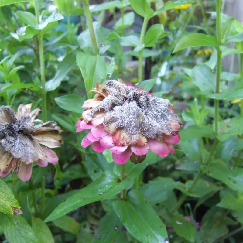 A Fuzzy Gray Mold On Spent Blooms