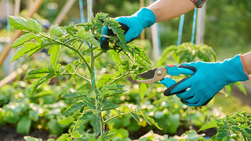 Five practical reasons to top an indeterminate plant