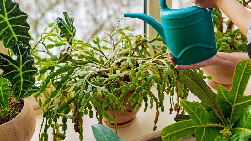 Overwatering