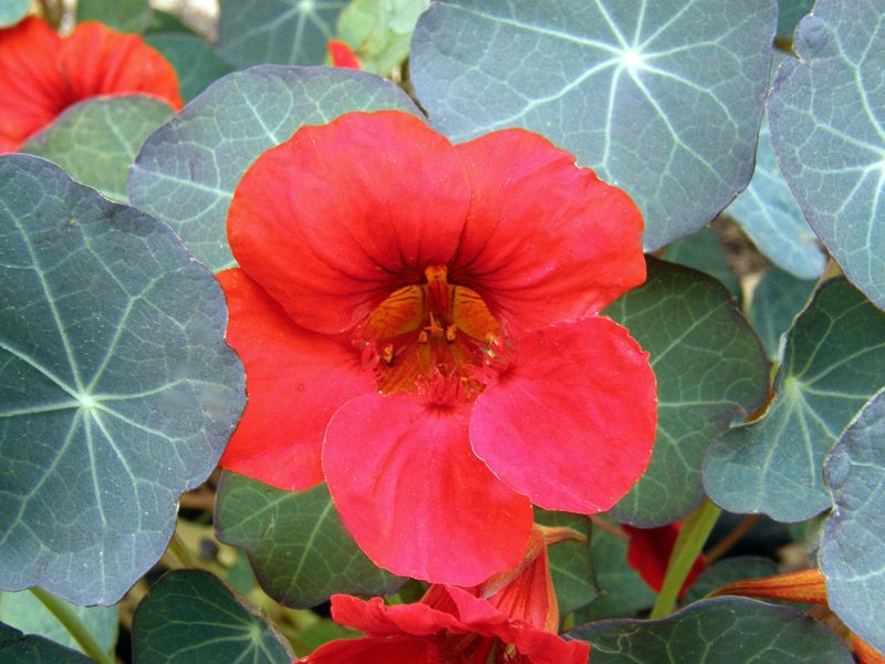 Red Nasturtium