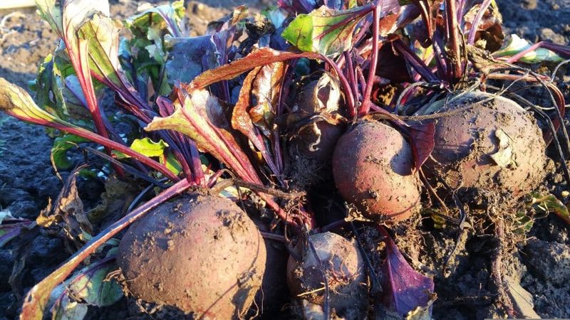 The biggest beet is not always the tenderest