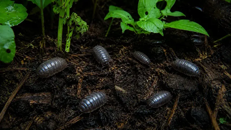 A Pillbug Cannot Diagnose Your Soil