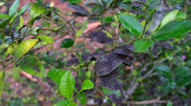 Black Coating Often Points to Honeydew