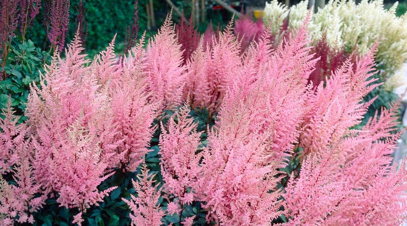 Astilbe