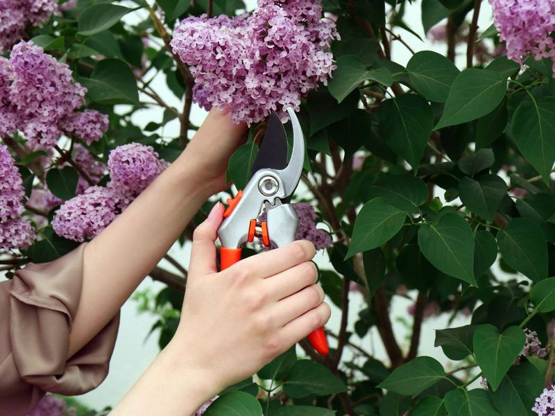 Prune after flowering when you want to preserve next year's buds