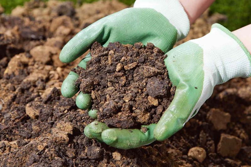 Poor Soil Drainage