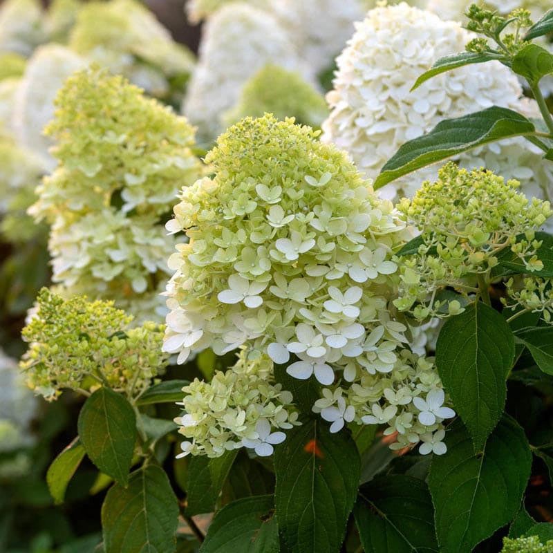 Panicle Hydrangea Limelight