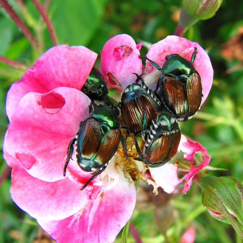 Why the next garden can be skipped