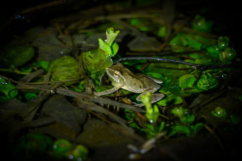 Distressed Frog Calls at Night