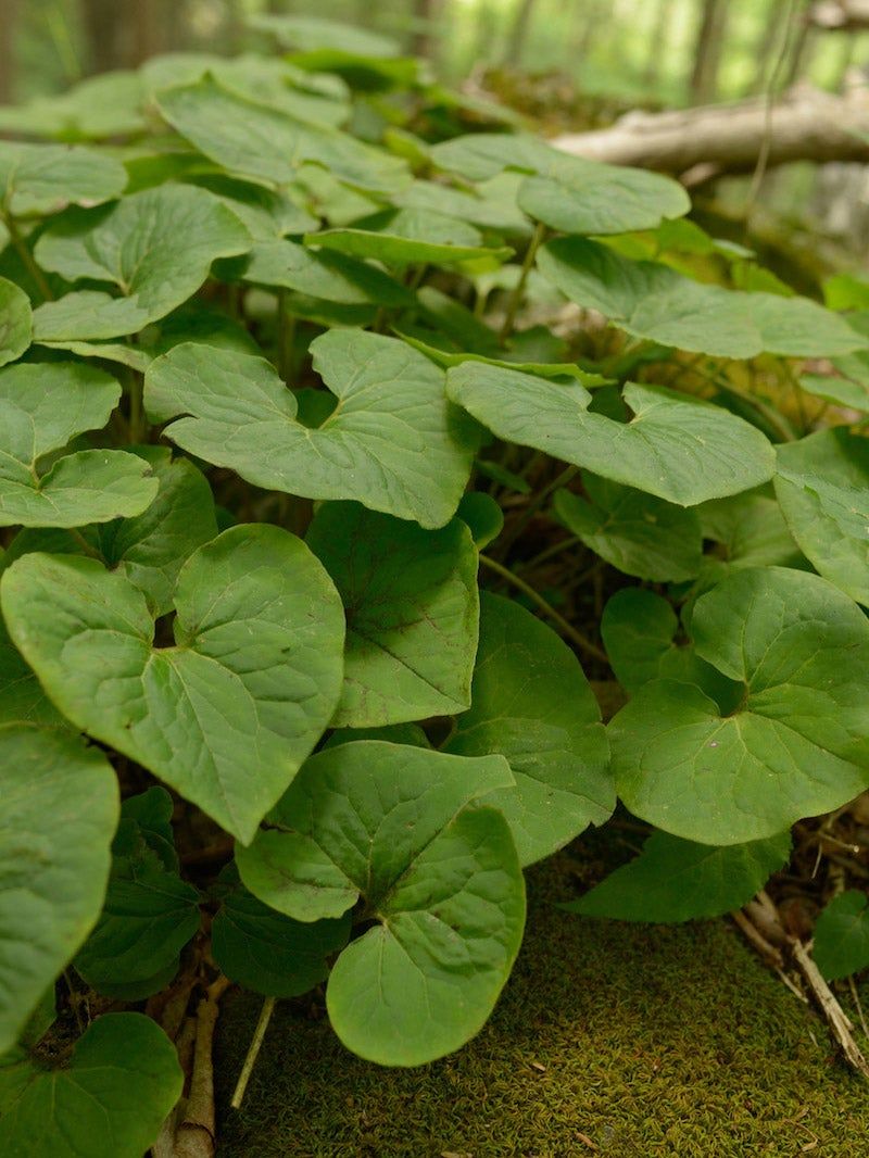 Wild Ginger (Asarum canadense)