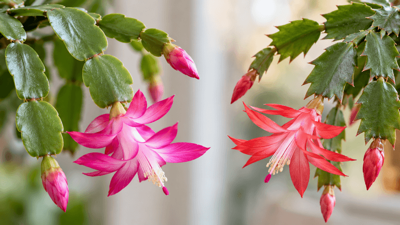 First, know which holiday cactus you have