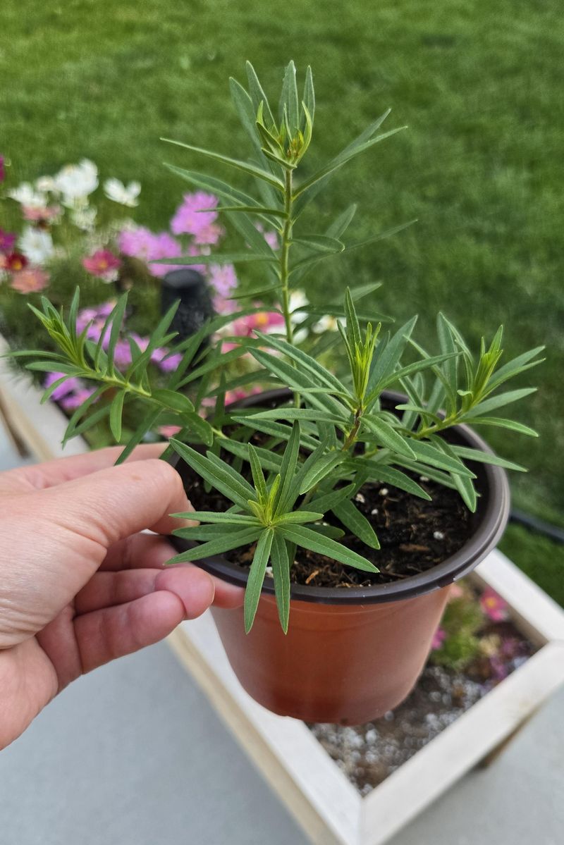 Plant the Taproot Once and Establish It Carefully