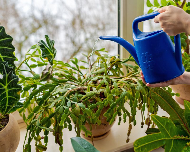 Water according to the potting mix