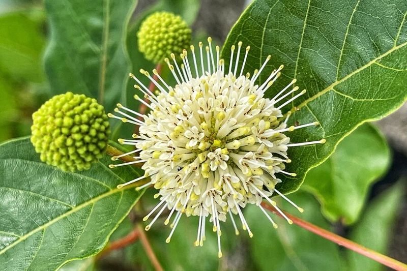 Buttonbush (Cephalanthus occidentalis)