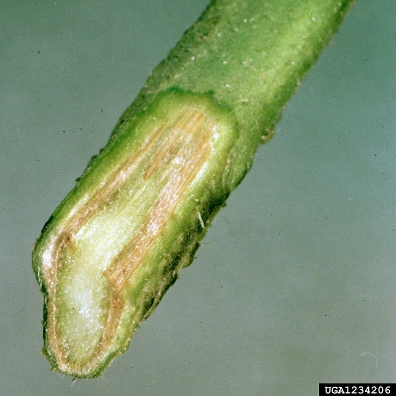 Fusarium and Verticillium Wilt