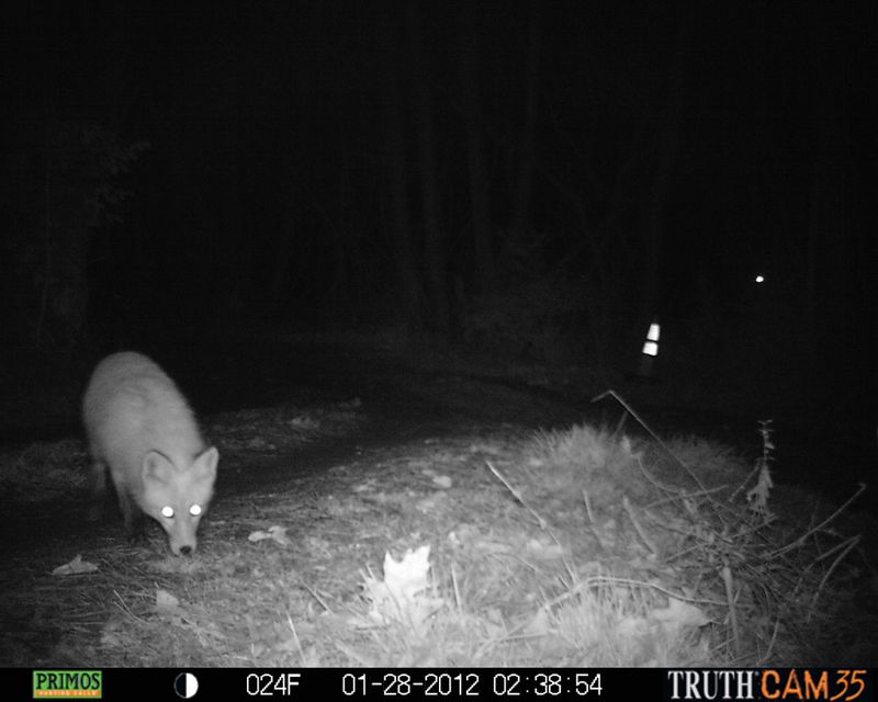 A recurring nighttime fox offers a clue, not a diagnosis