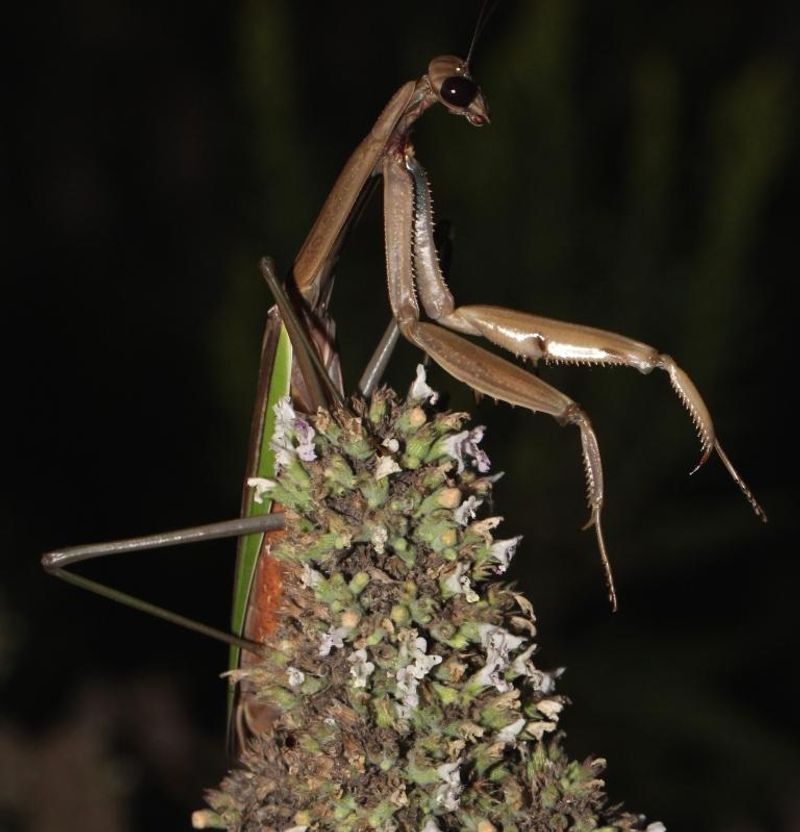 Species and setting matter