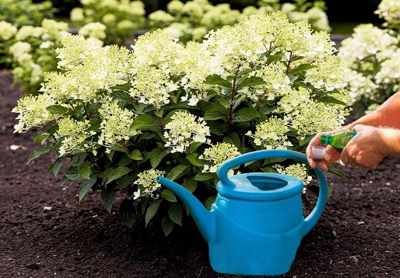 Water Hydrangeas Deep, Not Daily