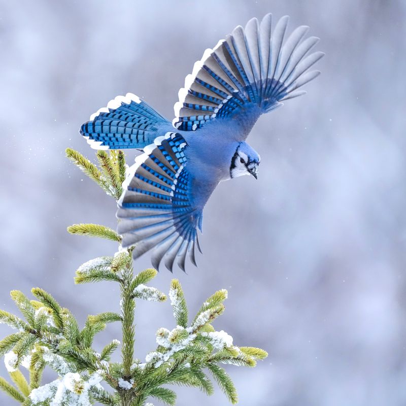 Blue Jay