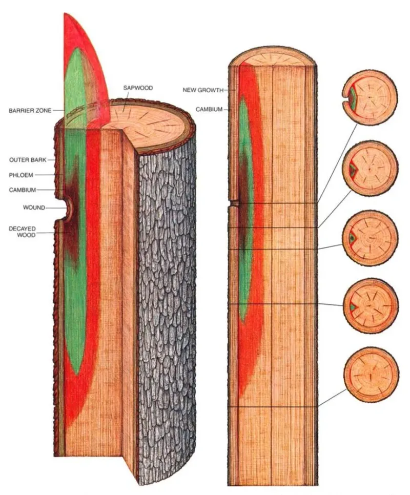 Regrowth is not the same as wound healing