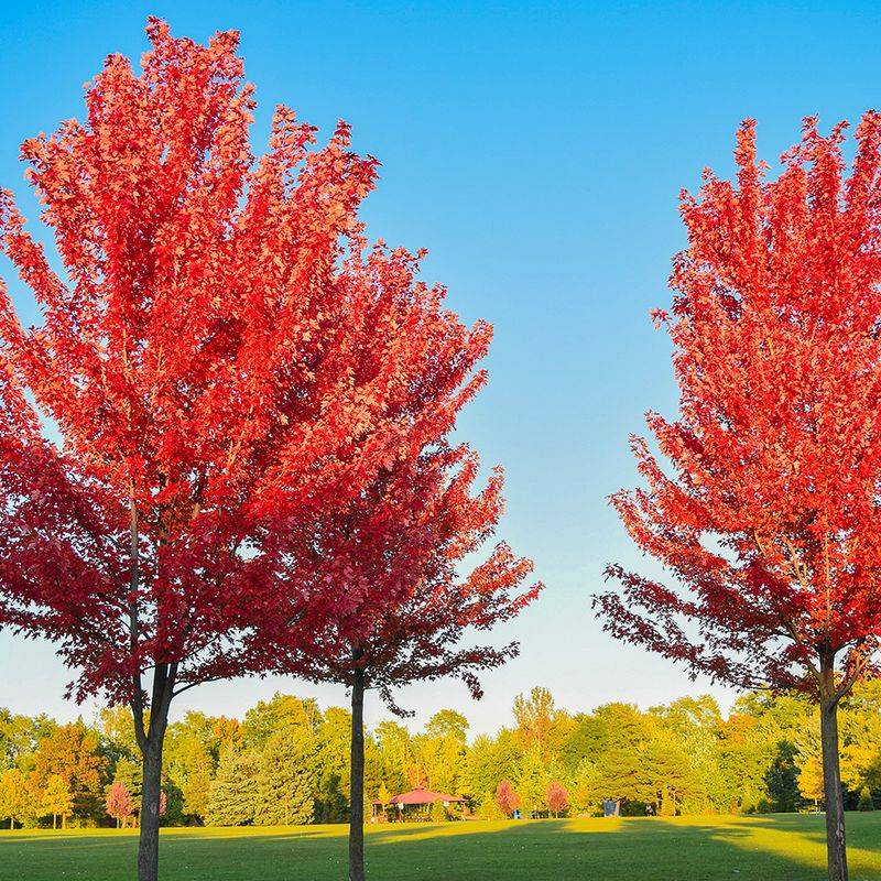 Plant Native Trees and Shrubs While the Soil Is Still Warm