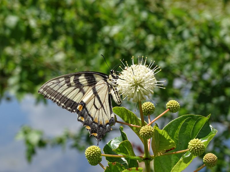 Buttonbush offers a strong native alternative for the right yard