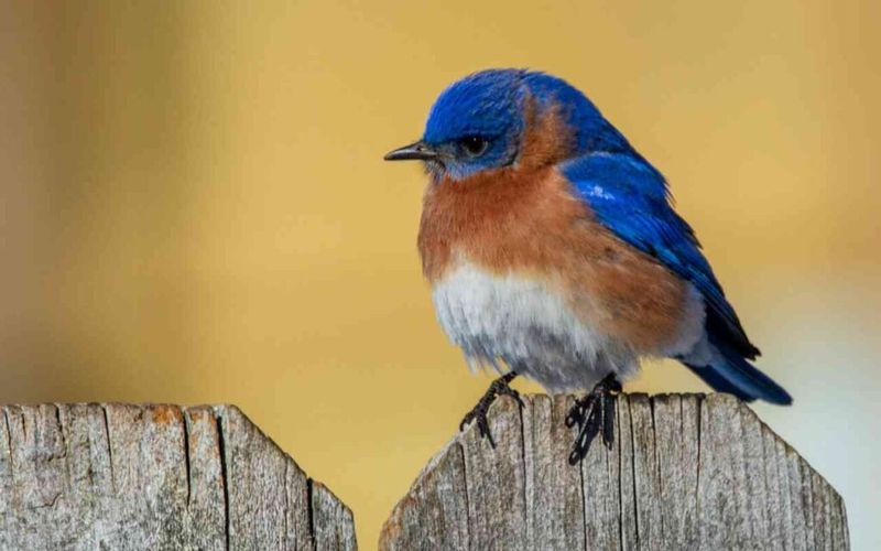 Bluebirds