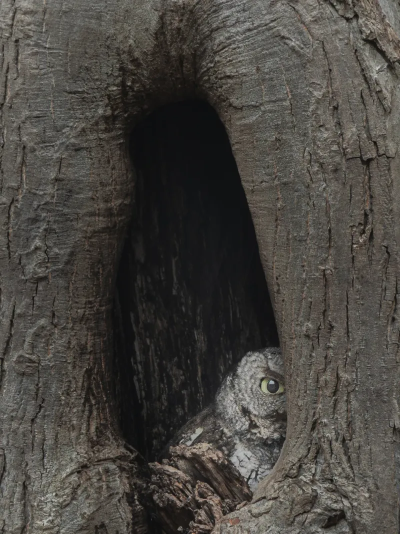 The oak may be offering a dependable roost