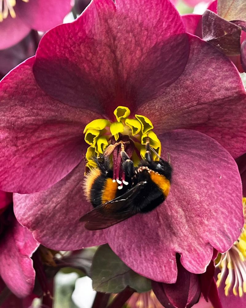 Can early insects use hellebore flowers?