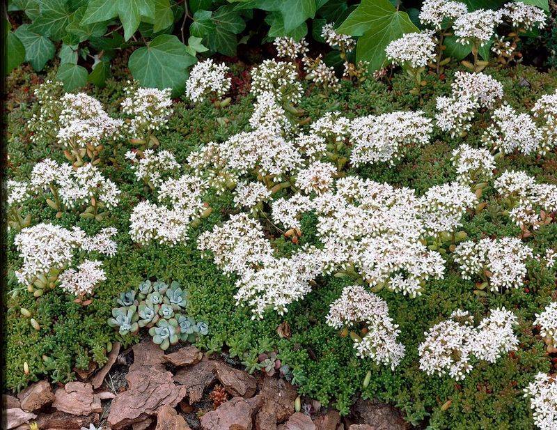 White Stonecrop
