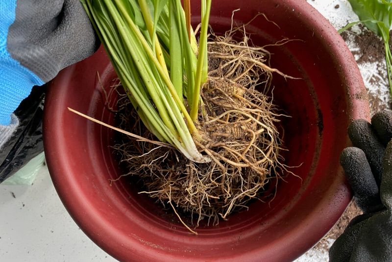Inspect the pot and roots before watering