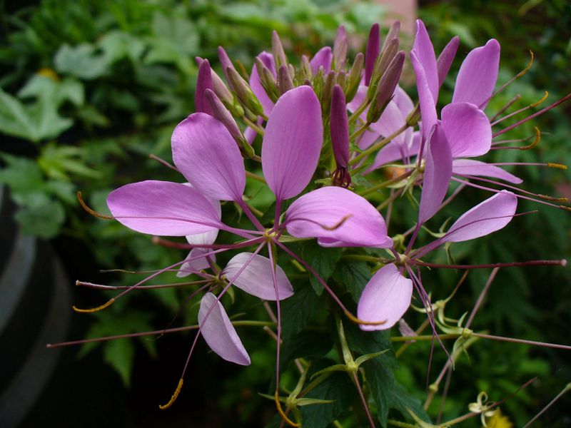 Marigold-Free Cleome