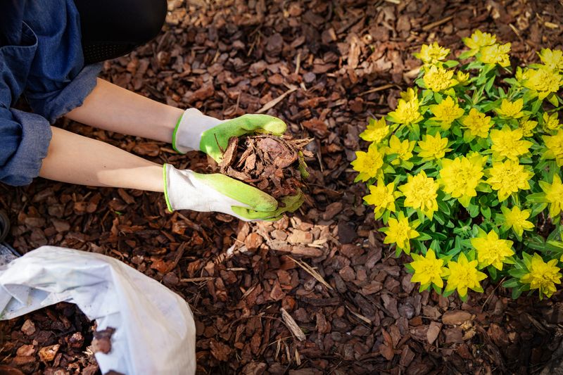 Mulch the Roots to Steady Soil Temperature