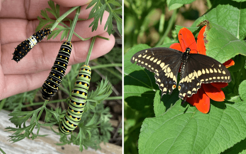 Parsley feeds the next generation of swallowtails