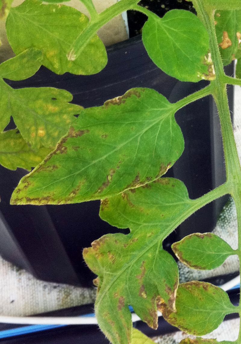 Potassium Deficiency