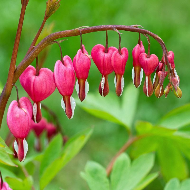 Bleeding Heart (Dicentra)