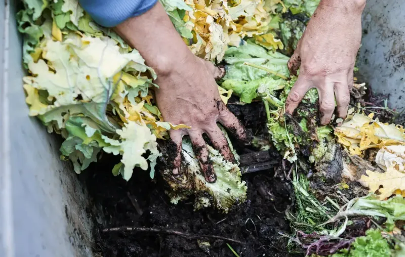 Composting Diseased Vines and Fruit