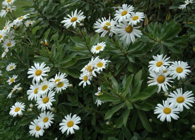 Montauk Daisy